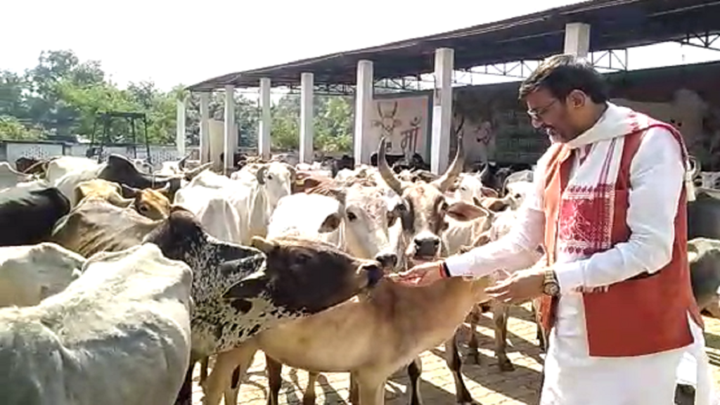 सांसद ने गौशाला में गौ माता की पूजा अर्चना की