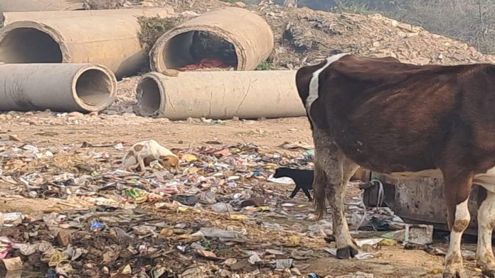 मथुरा नगर निगम ने यमुना को बनाया लैंडफिल साइट