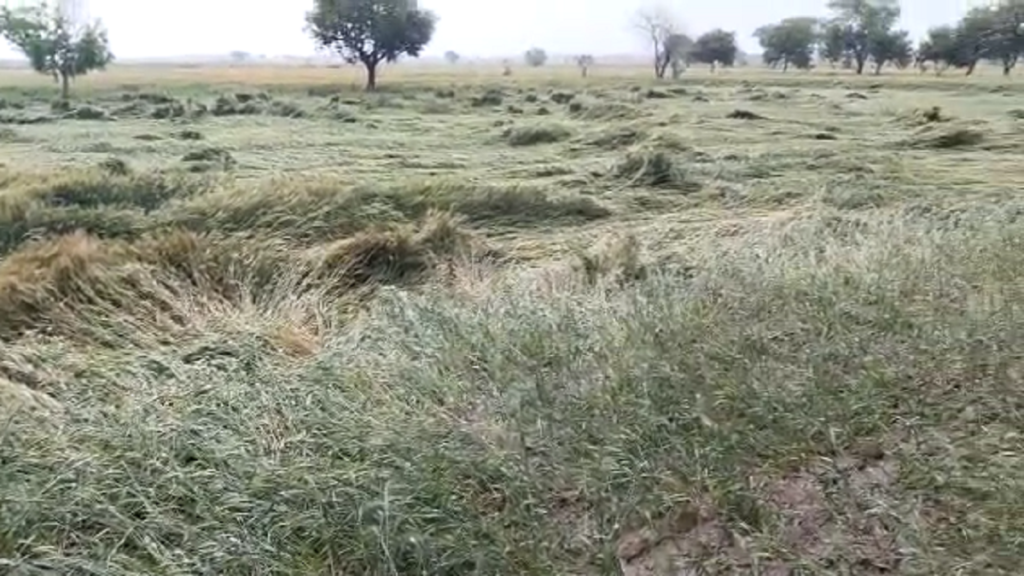 मथुरा में अचानक हुई बारिश और ओलावृष्टि से किसानों की फसल पूरी तरह से चौपट