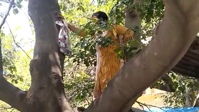 पेड़ पर चढ़ी महिला का ड्रामा वीडियो वायरल