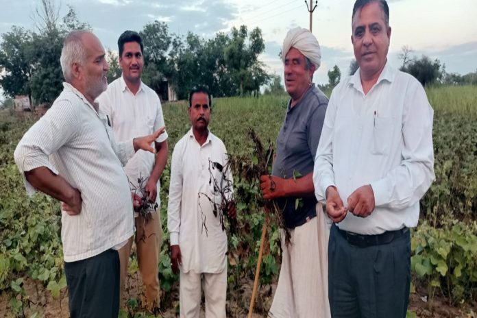 भयंकर बारिश के कारण किसानों को खरीफ की फसलों में भारी नुकसान राजस्थान के मुख्यमंत्री अशोक गहलोत के नाम का,बालोतरा जिला कलेक्टर राजेंद्र विजय को सोपा ज्ञापन