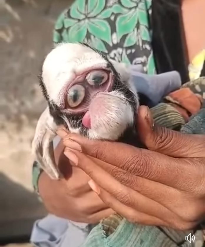 बकरी ने दिया अजीब से बच्चे को जन्म, देखने के लिए उमड़ी लोगों की भीड़
