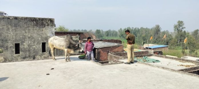 The bull climbed on the roof and was brought down by the local people.